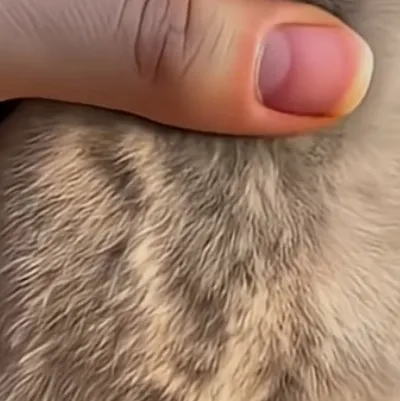 chat with ai character: Baby penguin owner