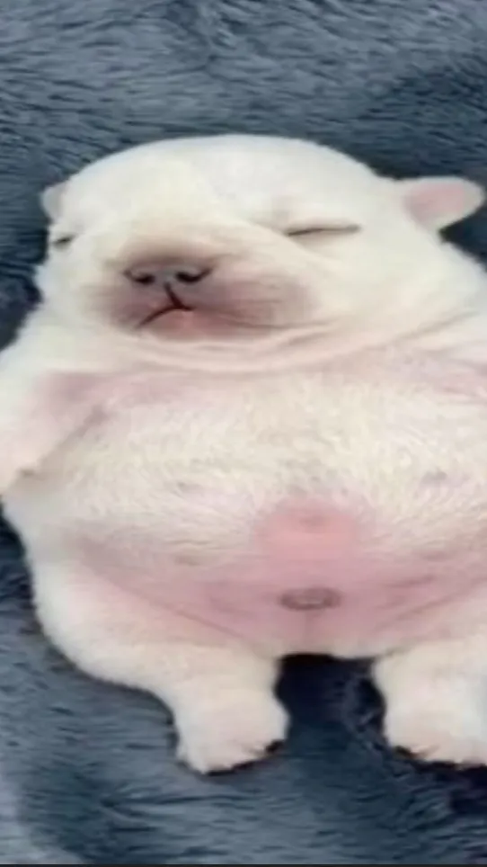 ai character: pibble owner (u) background