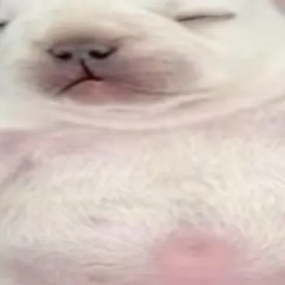 chat with ai character: pibble owner (u)