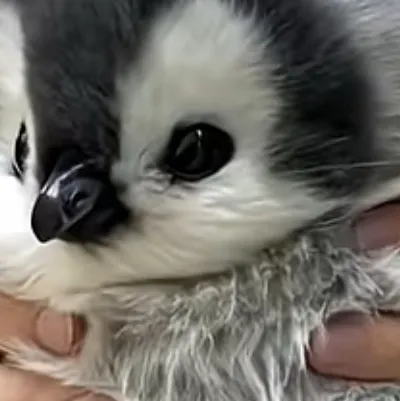 chat with ai character: Brainrotted peng