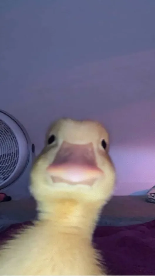 ai character: Duck owner background