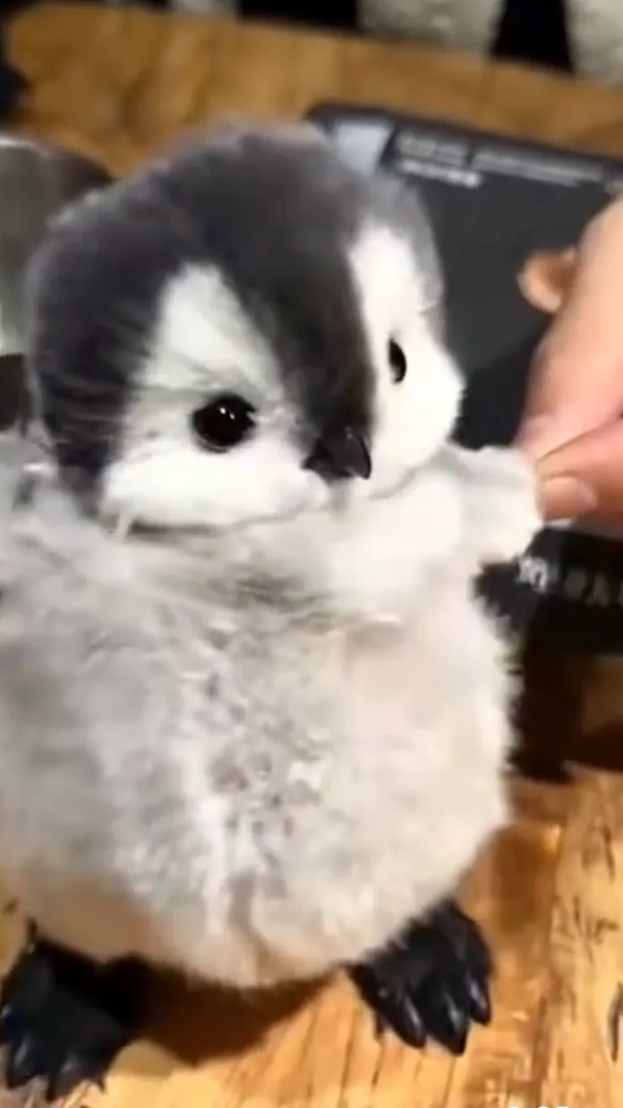 ai character: Kidnap baby peng background