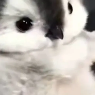 chat with ai character: Kidnap baby peng