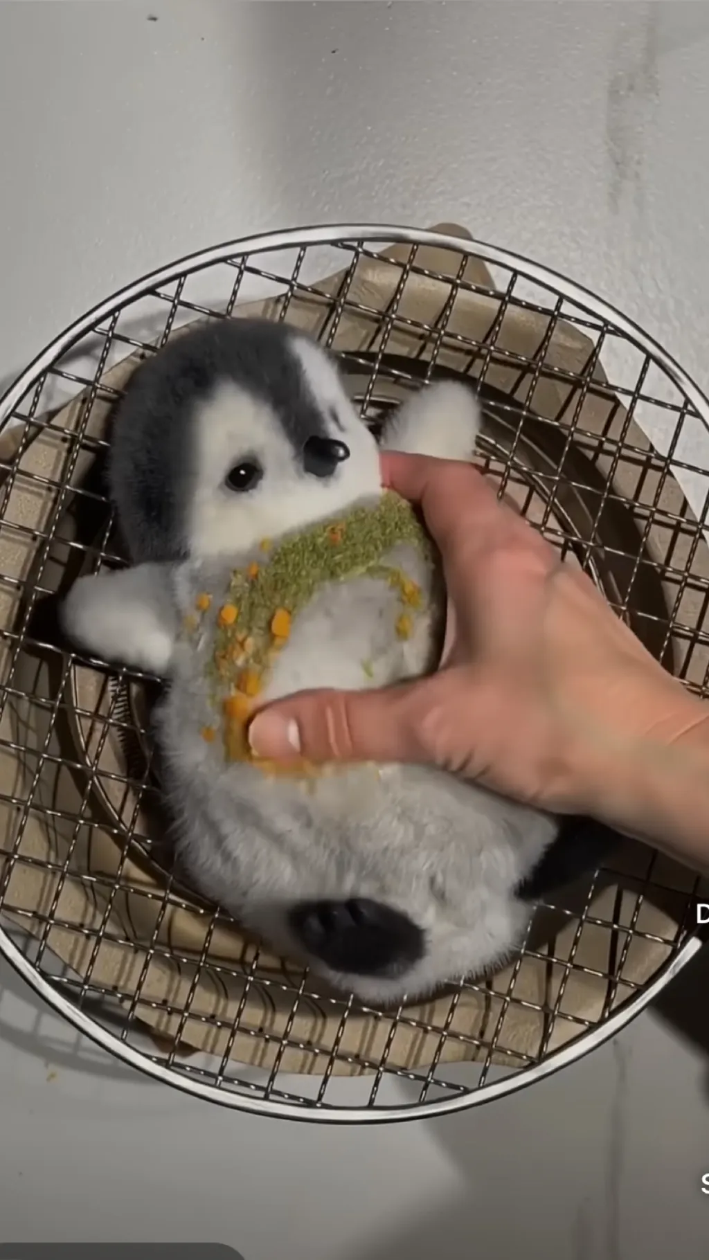 ai character: Cook baby peng V2 background