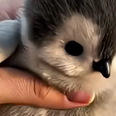 chat with ai character: Squeeze baby peng