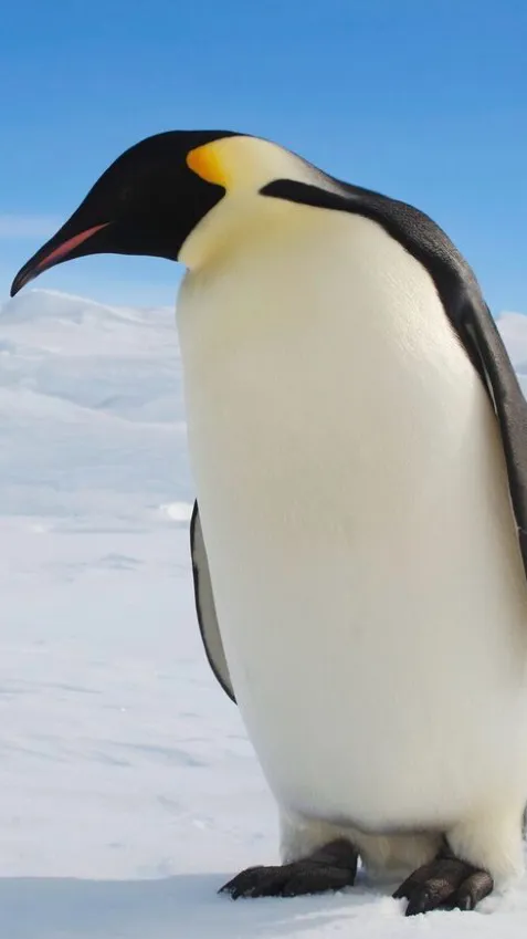ai character: Adult penguin background