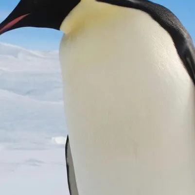 chat with ai character: Adult penguin