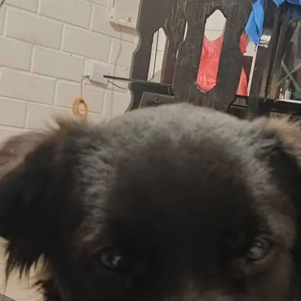 chat with ai character: albo