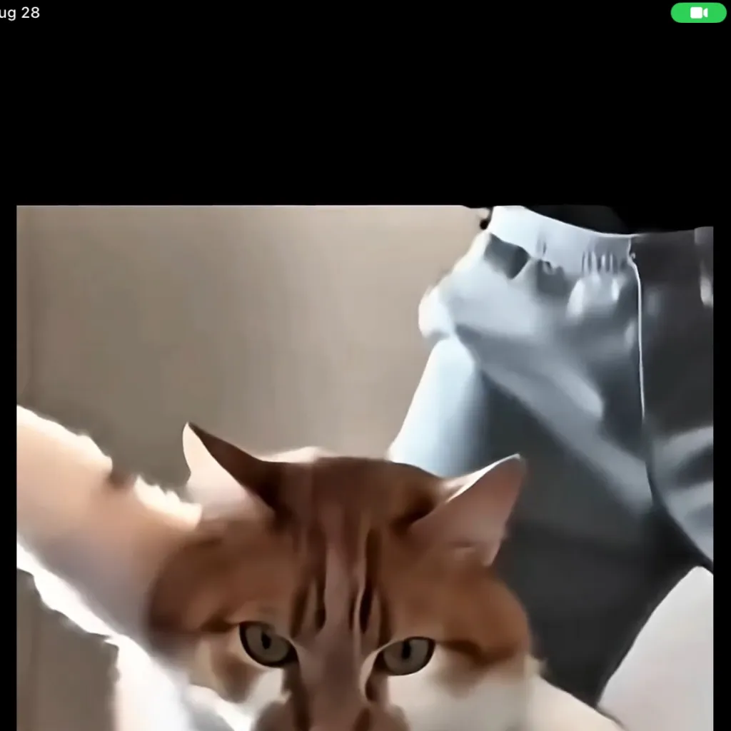 chat with ai character: Cat thats dancing 