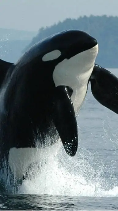 Talkie AI - Chat with 🩼striker hb🩼