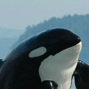 chat with ai character: 🩼striker hb🩼