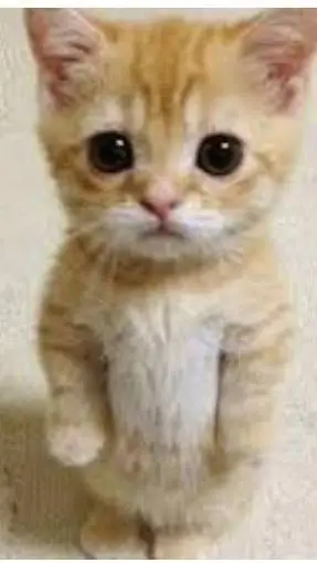 ai character: el gatooo background