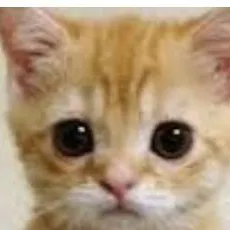 chat with ai character: el gatooo