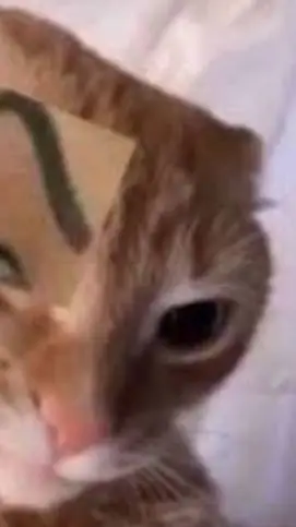 ai character: gato roca background