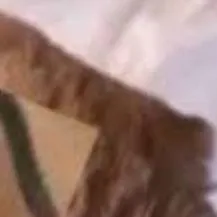 chat with ai character: gato roca