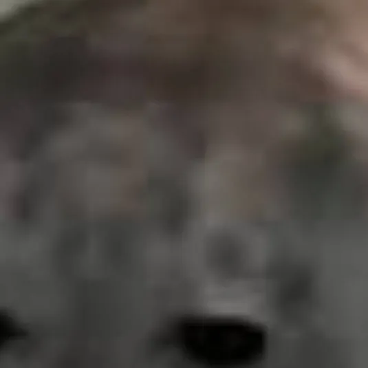 chat with ai character: foca de evade