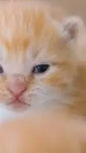 ai character: gato background