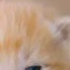 chat with ai character: gato