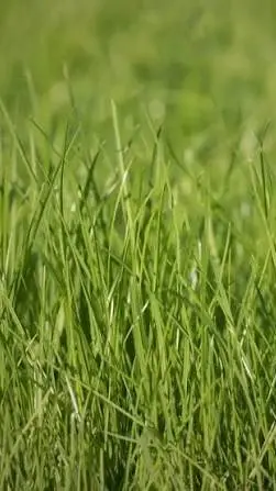 ai character: Touch the grass background