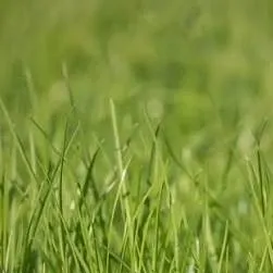 chat with ai character: Touch the grass