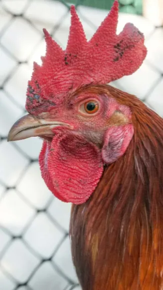 ai character: Male chicken background