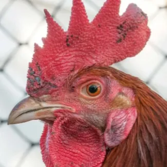 chat with ai character: Male chicken