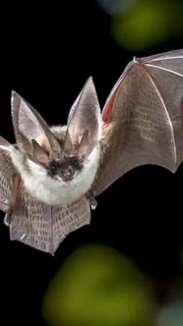 ai character: Male bat background