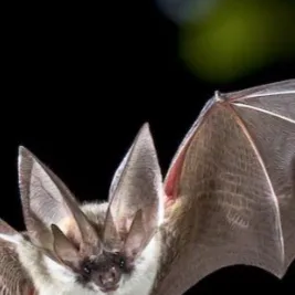 chat with ai character: Male bat