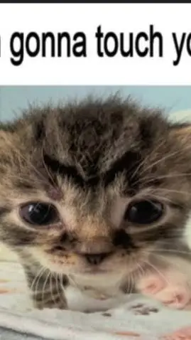 ai character: kitten background