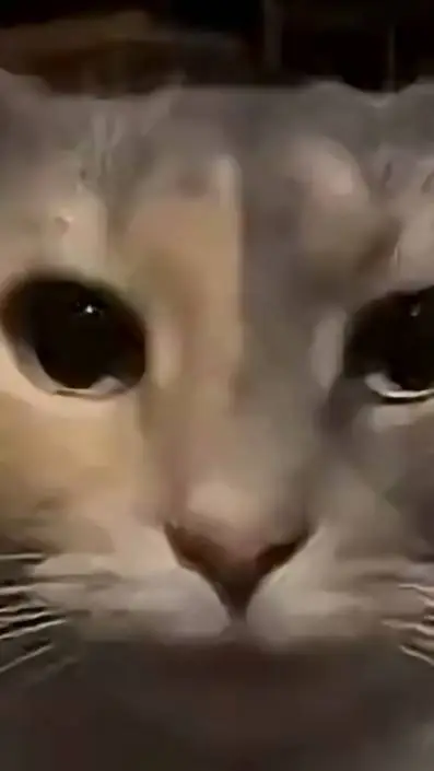 ai character: cat background