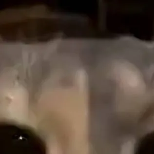 chat with ai character: cat