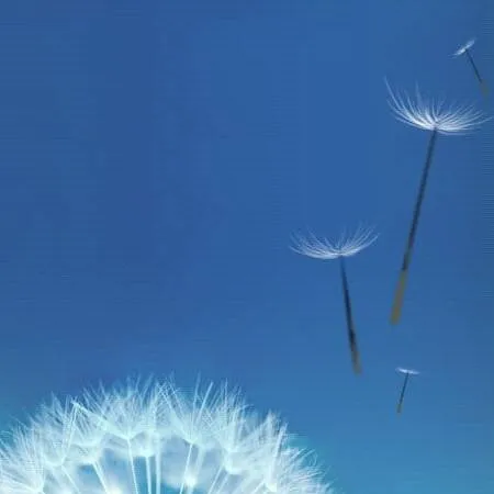 chat with ai character: koala kid