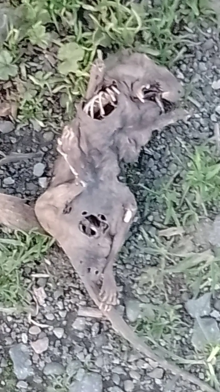 ai character: live tú y stay  background