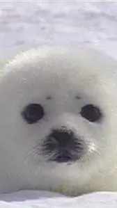 ai character: Be a Silly Seal🍭 background