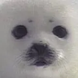 chat with ai character: Be a Silly Seal🍭