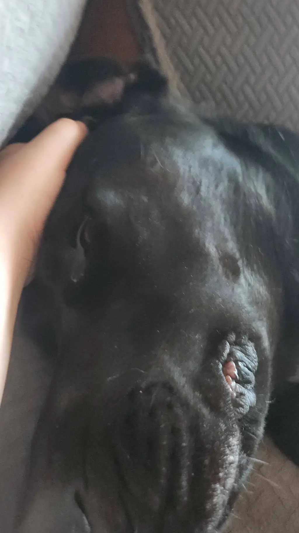 ai character: your dog background