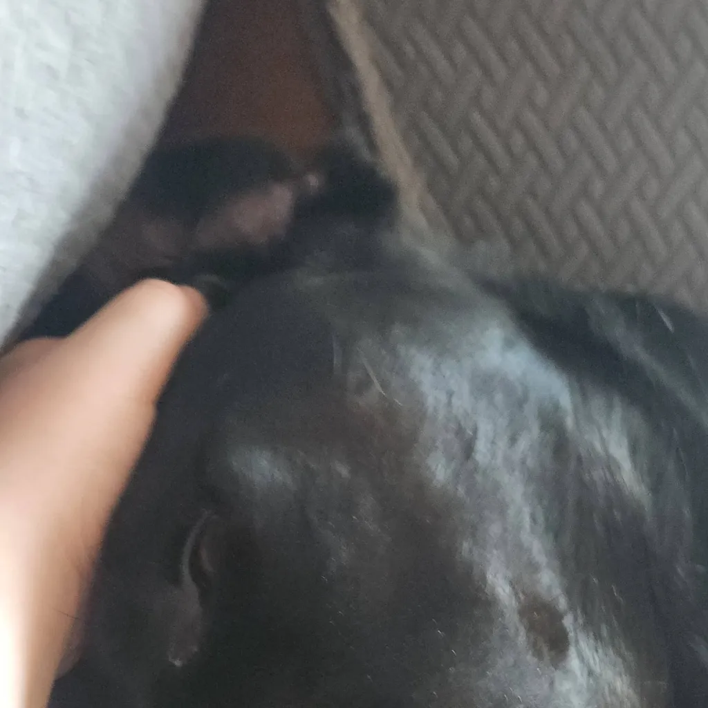 chat with ai character: your dog