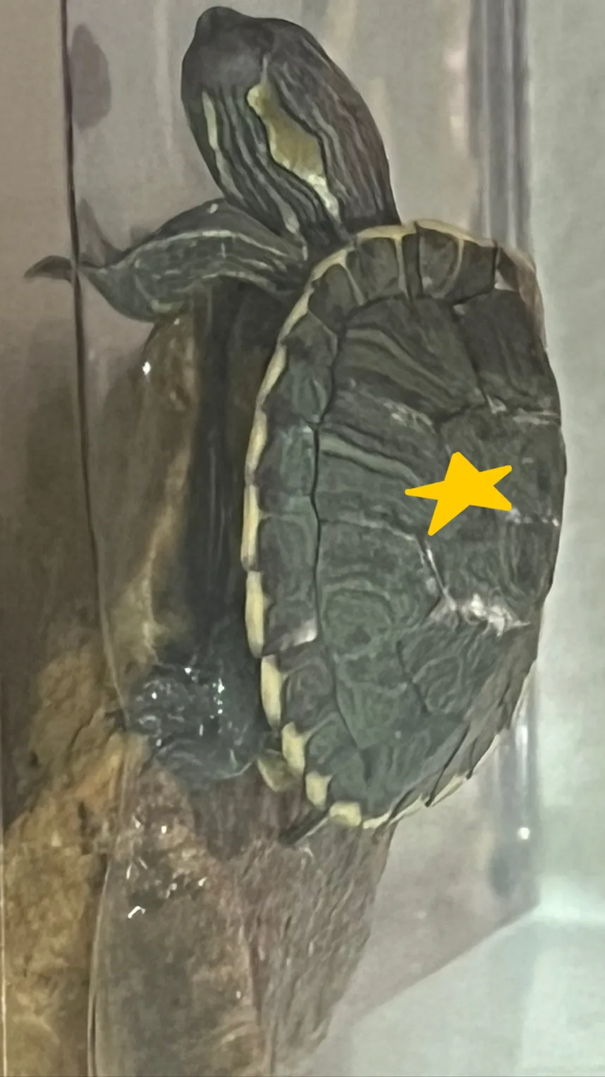 ai character: my turtle pass awa background