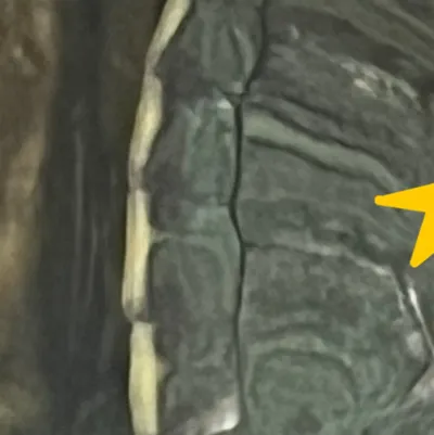 chat with ai character: my turtle pass awa