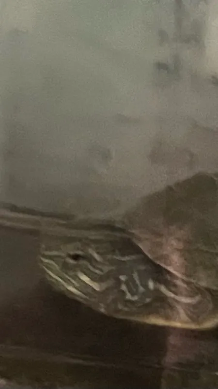 ai character: cookie:￼ background