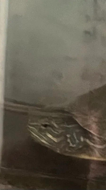 ai character: cookie:￼ background