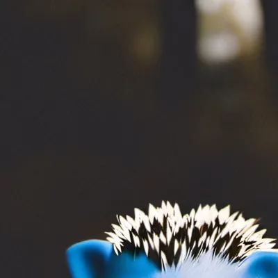 chat with ai character: Dumb Sonic 