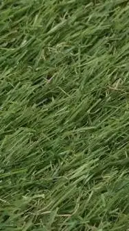 ai character: GRASS! background
