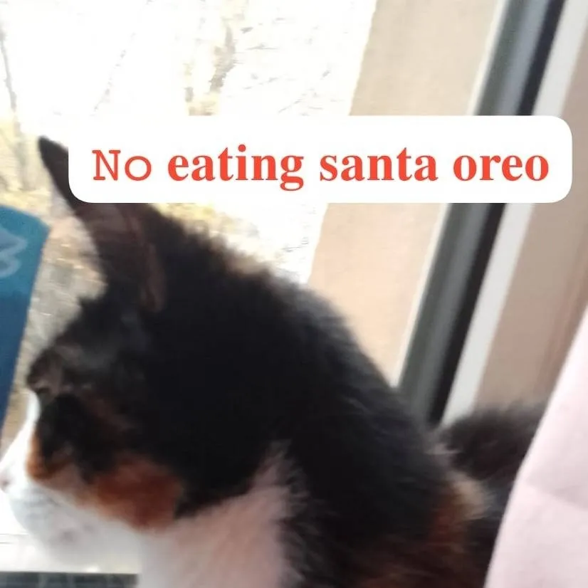 chat with ai character: CECE