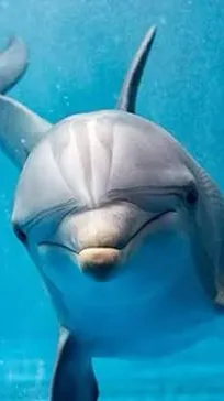 Talkie AI - Chat with Dolphin Species