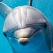 chat with ai character: Dolphin Species