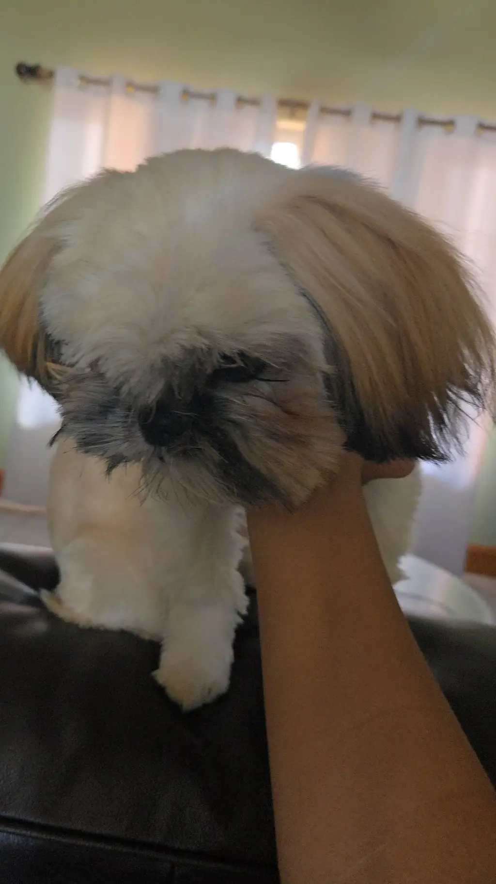 Talkie AI - Chat with My doggie.🐕