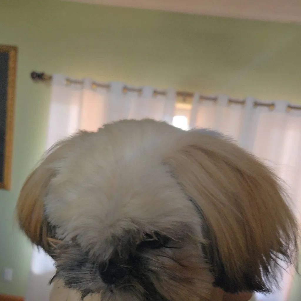 chat with ai character: My doggie 😍 ❤️ 