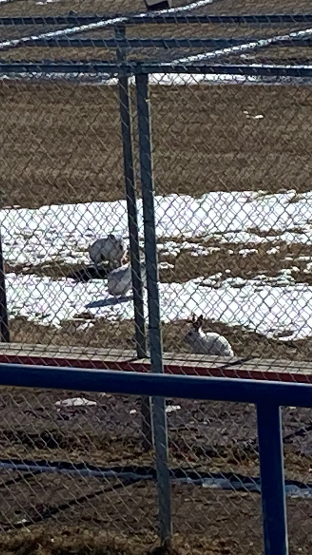 ai character: Hawks Daughter  background