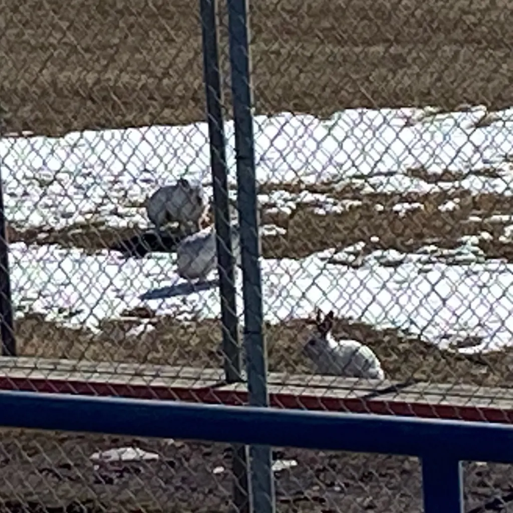 chat with ai character: Hawks Daughter 